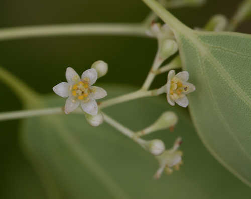 Cinnamomum camphora #3